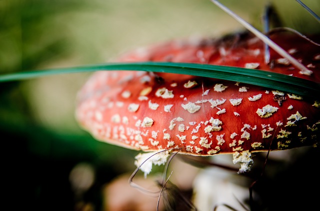 fly-agaric-red-268210_640